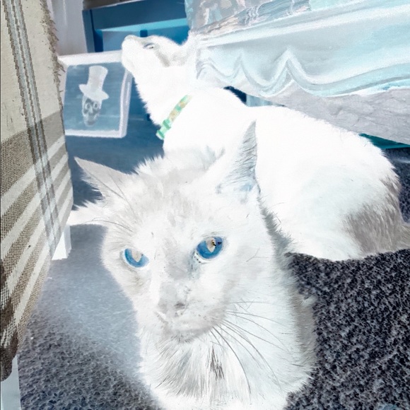 Meet your Posher, Parlour - Picture 1 of 1